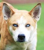 23 Akita